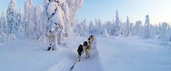 Aventure hivernale, randonnÃ©e Ã©questre et chiens de traÃ®neau en Laponie finlandaise