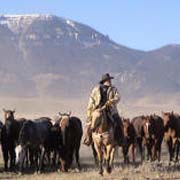 Séjour équestre, convoyage de chevaux dans les Pryor Mountains, Wyoming USA.